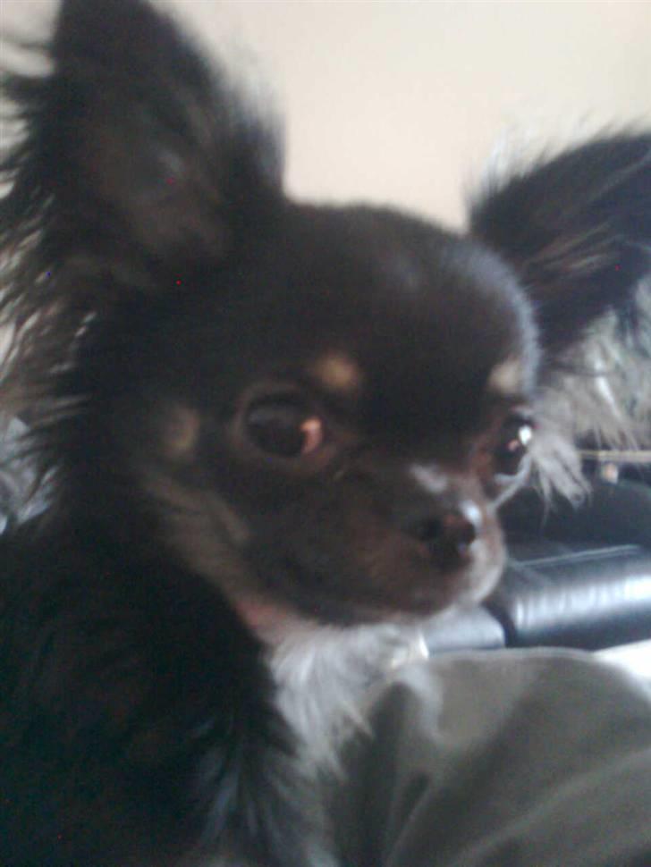 Chihuahua Kiwi billede 2