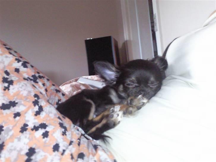 Chihuahua Kiwi - Ligger og putter hos min mor billede 18