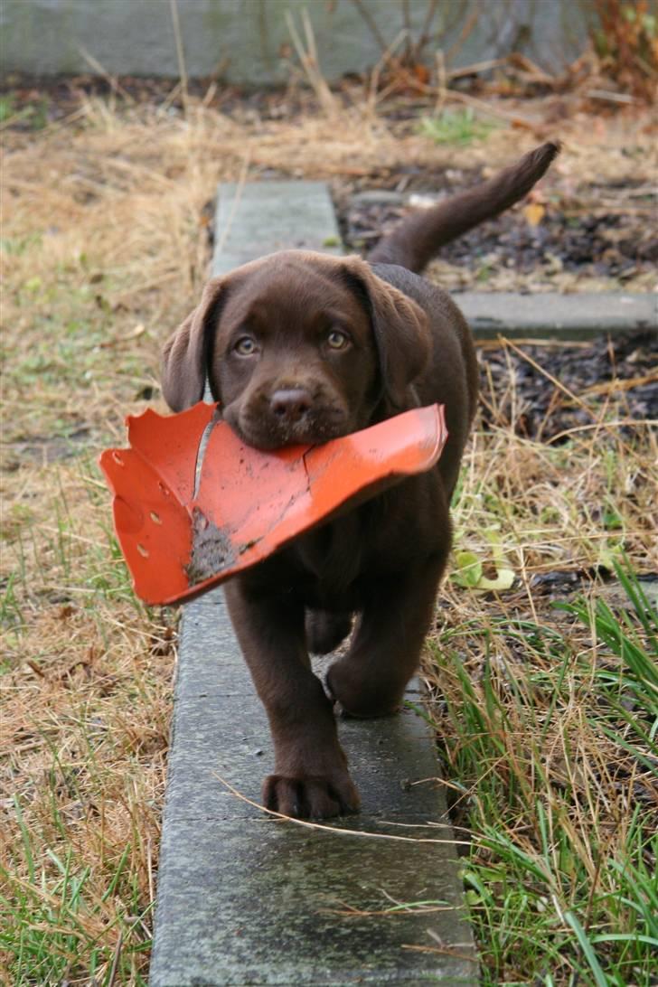 Labrador retriever Mikker - mikker 10 uger  billede 9