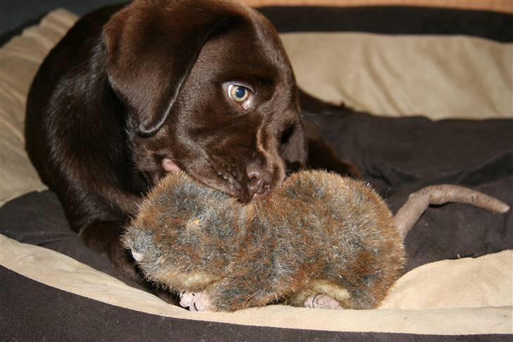 Labrador retriever Mikker - mikker 10 uger. Hygger sig med sit bedste legetøj billede 10
