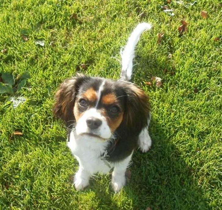 Cavalier king charles spaniel Tilde - Tilde nu 6måneder gammel :D billede 14