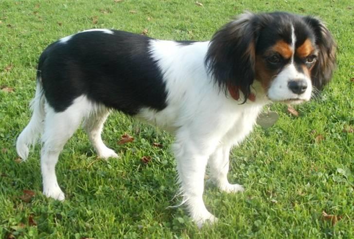 Cavalier king charles spaniel Tilde - 6måneder billede 15