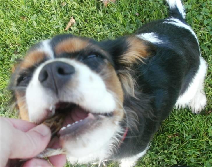 Cavalier king charles spaniel Tilde - Uhhhm! Tørret oksehud billede 16