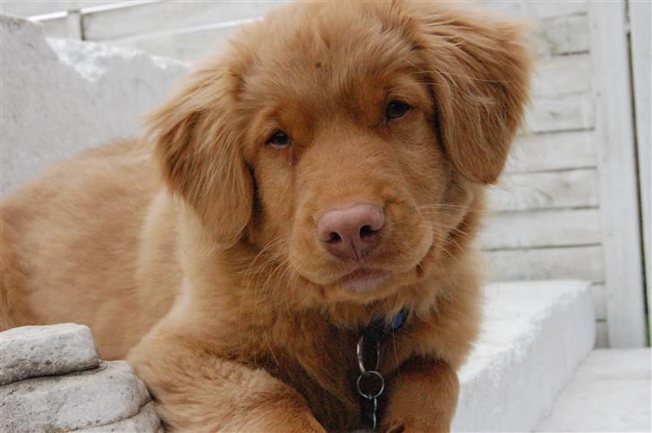 Nova scotia duck tolling retriever Cody billede 1