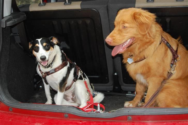 Nova scotia duck tolling retriever Cody billede 2