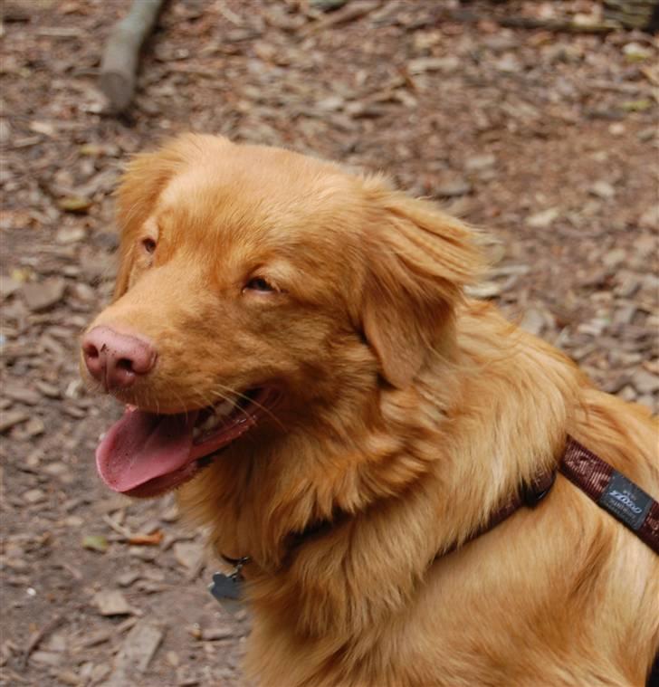 Nova scotia duck tolling retriever Cody billede 3