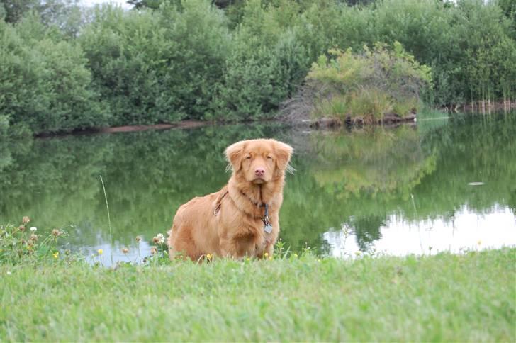 Nova scotia duck tolling retriever Cody billede 4