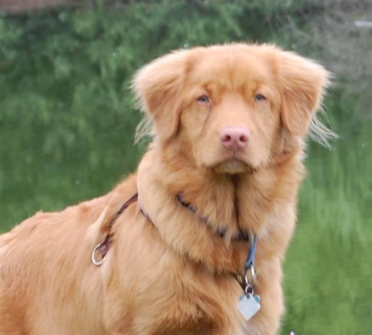 Nova scotia duck tolling retriever Cody billede 5