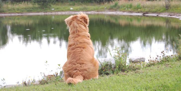 Nova scotia duck tolling retriever Cody billede 6