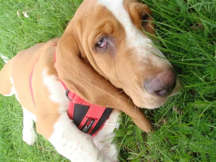 Basset hound Wilma - SKØNT at ligge her i græsset billede 9