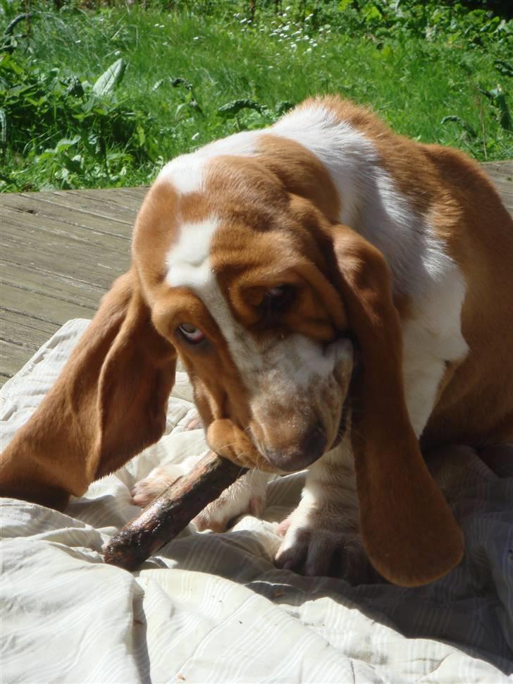 Basset hound Wilma - Lad nu bare mig og min pind være mor..!!!! :) billede 10