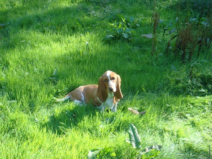 Basset hound Wilma billede 11