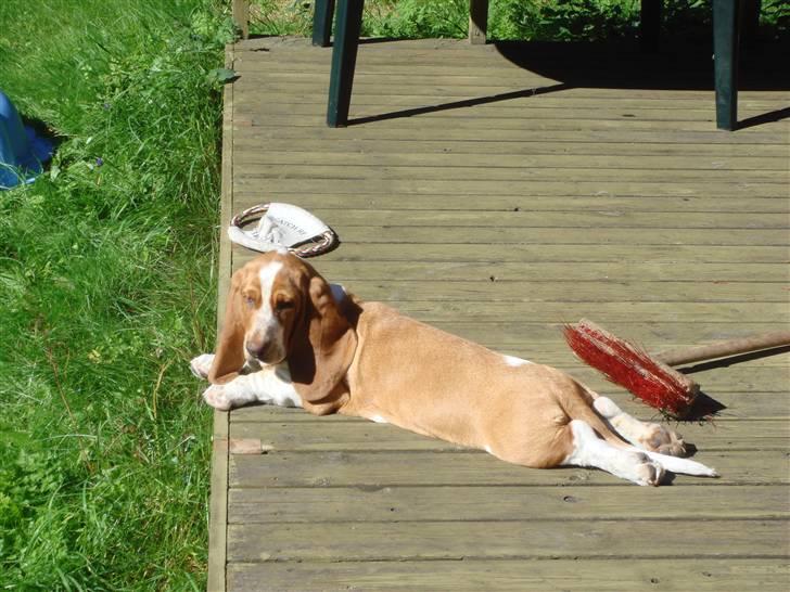 Basset hound Wilma - Her hersker jeg-på min terrasse i mit sommerhus ..!! :D  billede 12