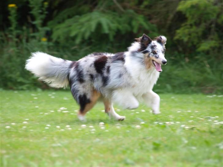 Shetland sheepdog Shenaja Blue Star On The Sky - Chicha <3 - sommer 2010 <3 billede 10