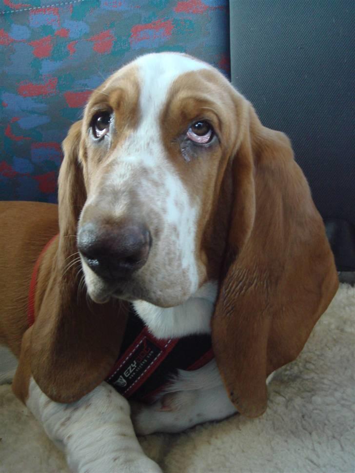 Basset hound Wilma - Kom nu, skulle vi ikke ud og køre..? billede 13