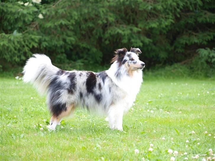 Shetland sheepdog Shenaja Blue Star On The Sky - Chicha <3 - sommer 2010 <3 billede 11