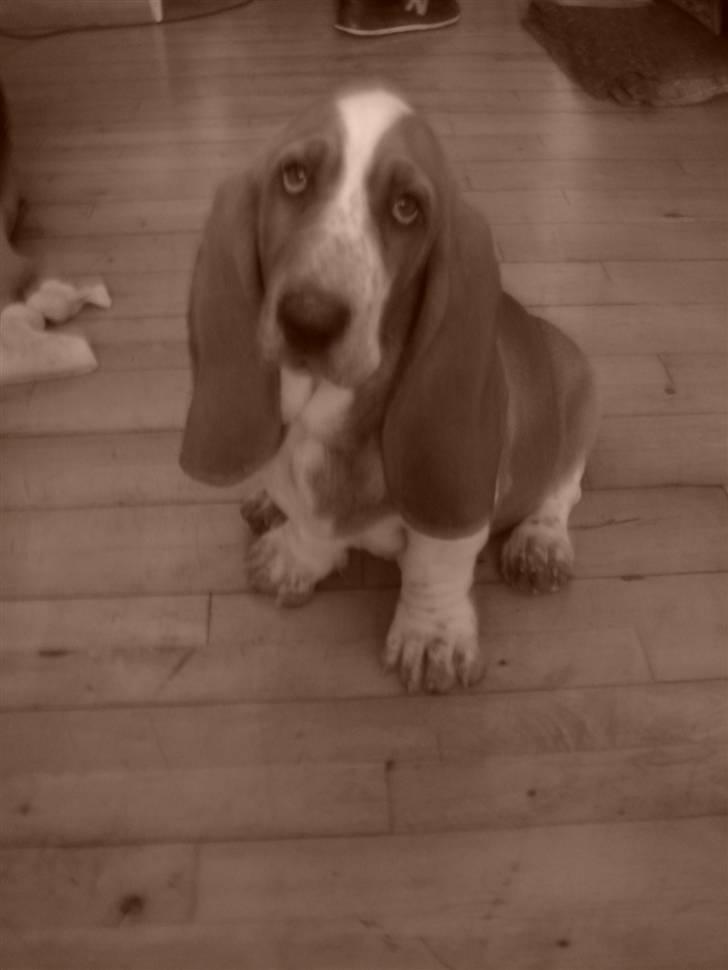 Basset hound Wilma billede 14