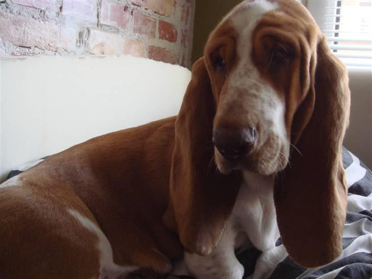 Basset hound Wilma billede 15