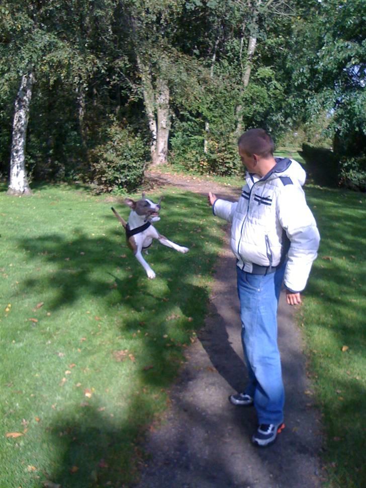 Amerikansk staffordshire terrier Monique billede 7