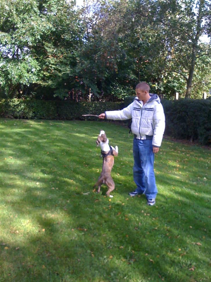 Amerikansk staffordshire terrier Monique billede 8