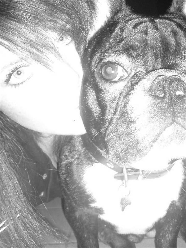 Fransk bulldog Diesel billede 8