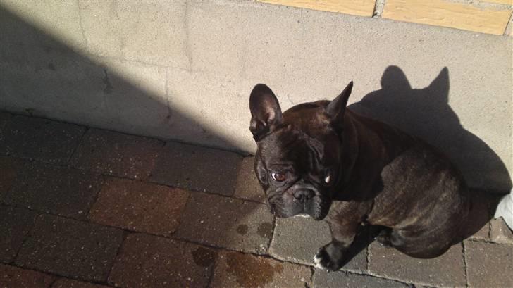 Fransk bulldog Diesel billede 9