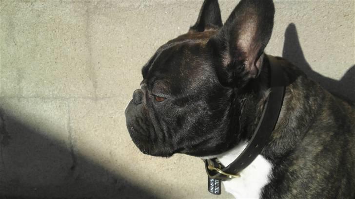 Fransk bulldog Diesel billede 10
