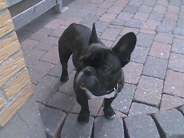 Fransk bulldog Diesel billede 11