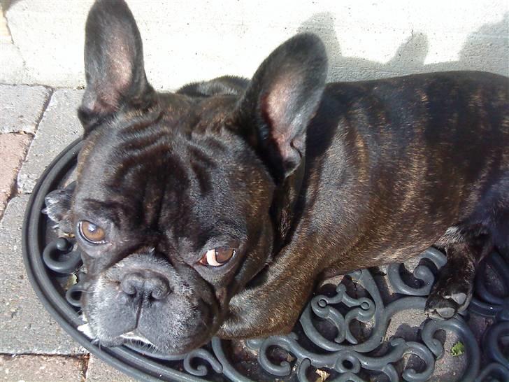 Fransk bulldog Diesel billede 12