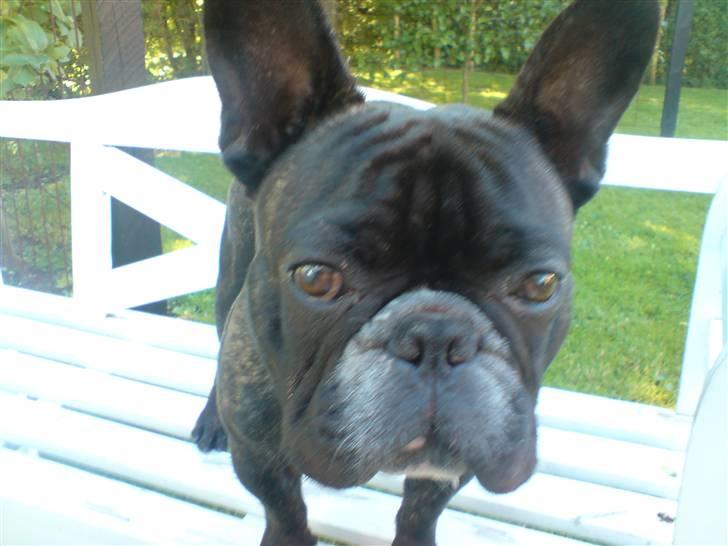Fransk bulldog Diesel billede 13