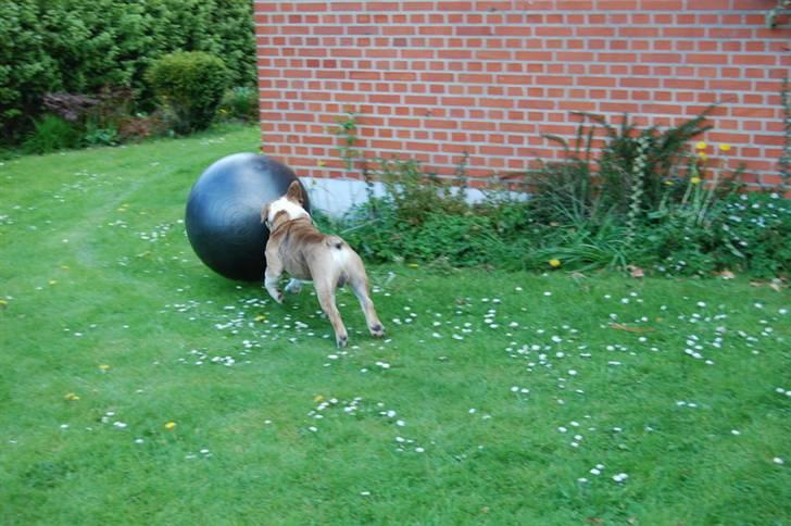 Engelsk bulldog Don - UHH den har været slem længe.... billede 7