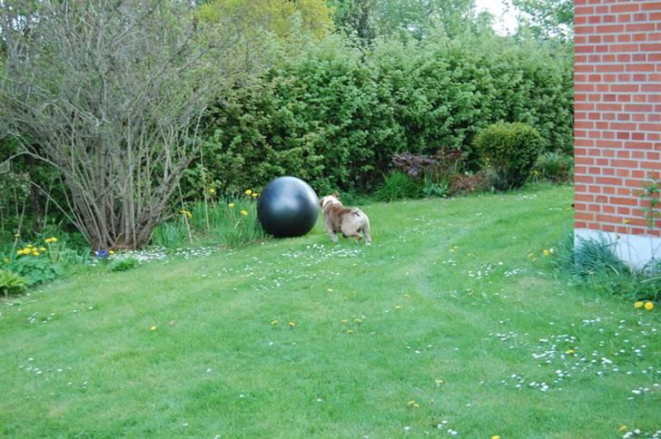 Engelsk bulldog Don - Haps Haps Haps billede 8