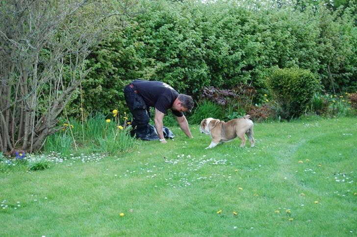 Engelsk bulldog Don - Hov, hvad kom der ud af bolden, måske jeg ikke skulle have bidt den i stykker.... billede 9