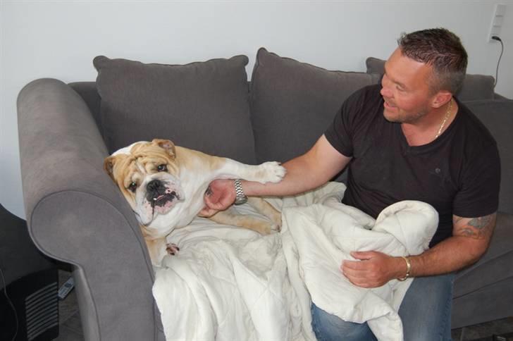 Engelsk bulldog Don - Sofa hygge.. billede 10