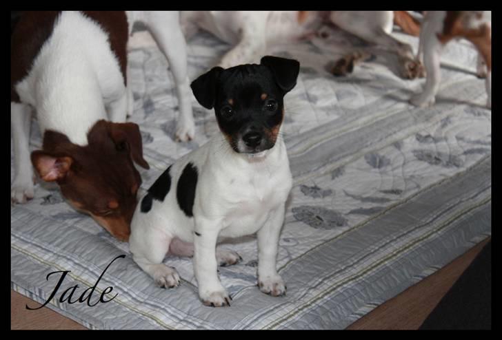Dansk svensk gaardhund Jade SOLGT! billede 2