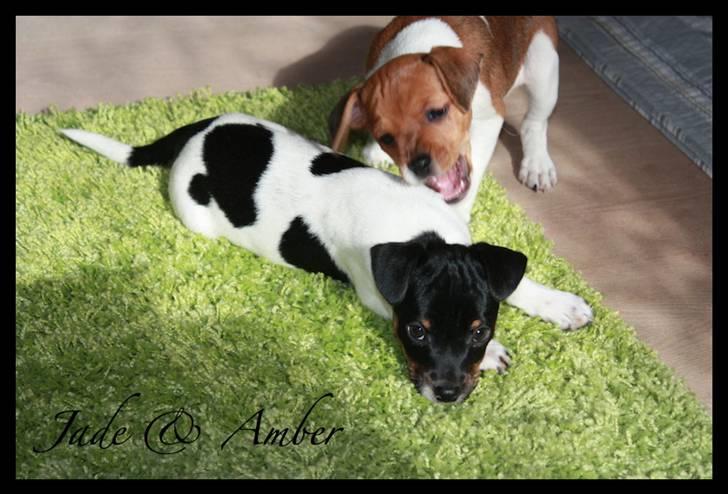 Dansk svensk gaardhund Jade SOLGT! billede 3