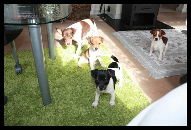 Dansk svensk gaardhund Jade SOLGT! billede 4