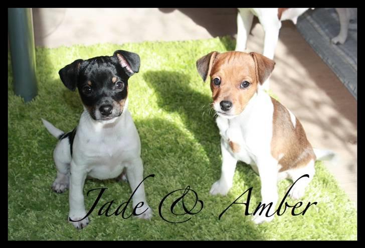 Dansk svensk gaardhund Jade SOLGT! billede 5