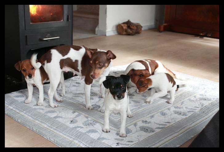Dansk svensk gaardhund Jade SOLGT! billede 6