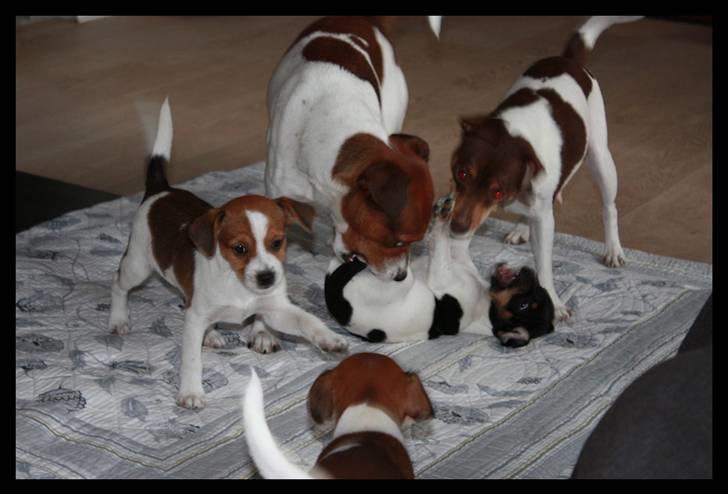 Dansk svensk gaardhund Jade SOLGT! billede 7