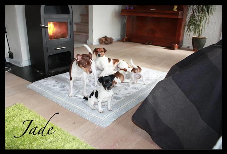 Dansk svensk gaardhund Jade SOLGT! billede 8