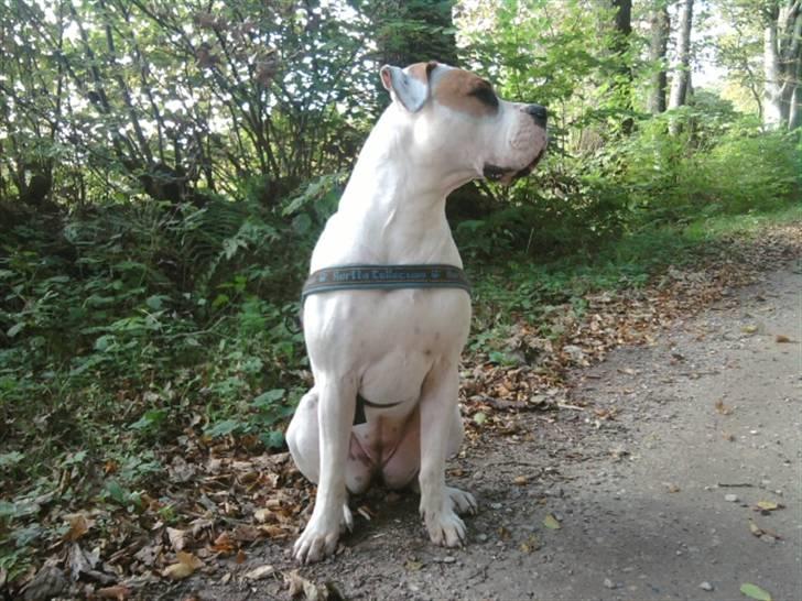 Amerikansk bulldog Bibi billede 19