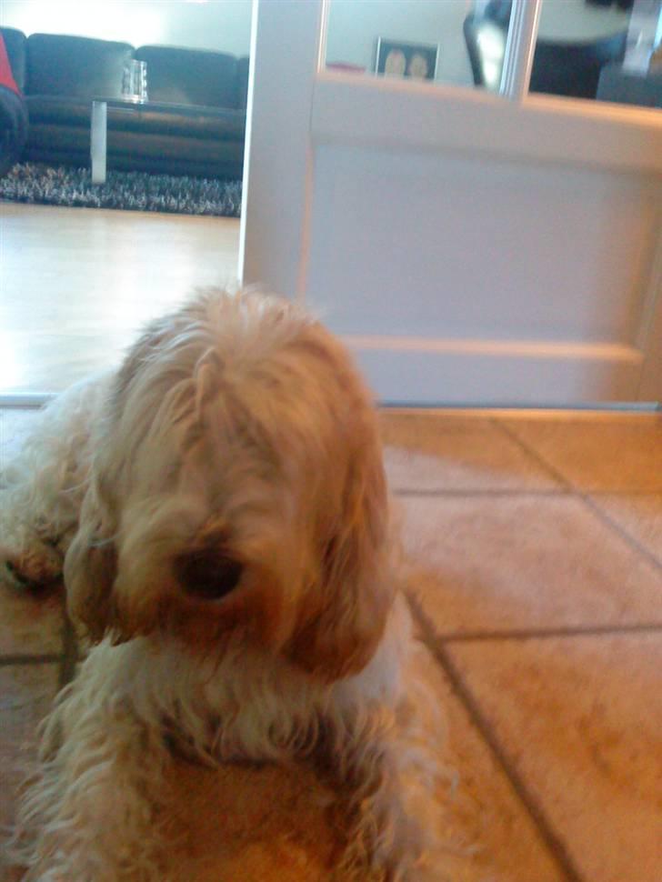 Petit basset griffon wendéen Bertha - Bertha billede 1