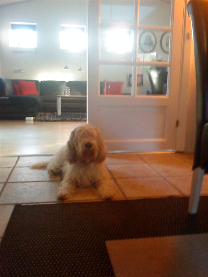 Petit basset griffon wendéen Bertha billede 2