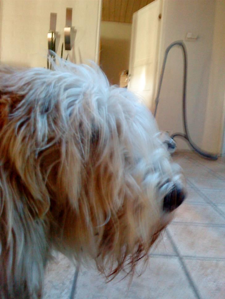 Petit basset griffon wendéen Bertha billede 3