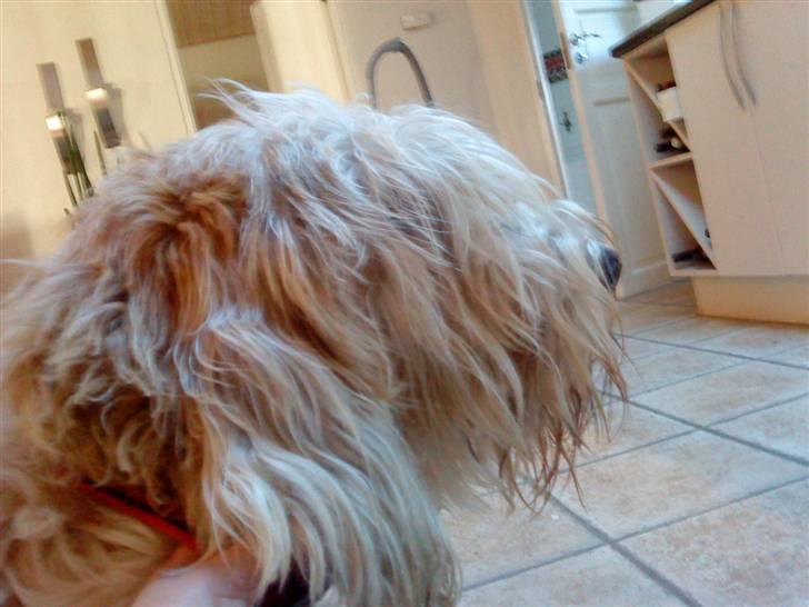 Petit basset griffon wendéen Bertha billede 4