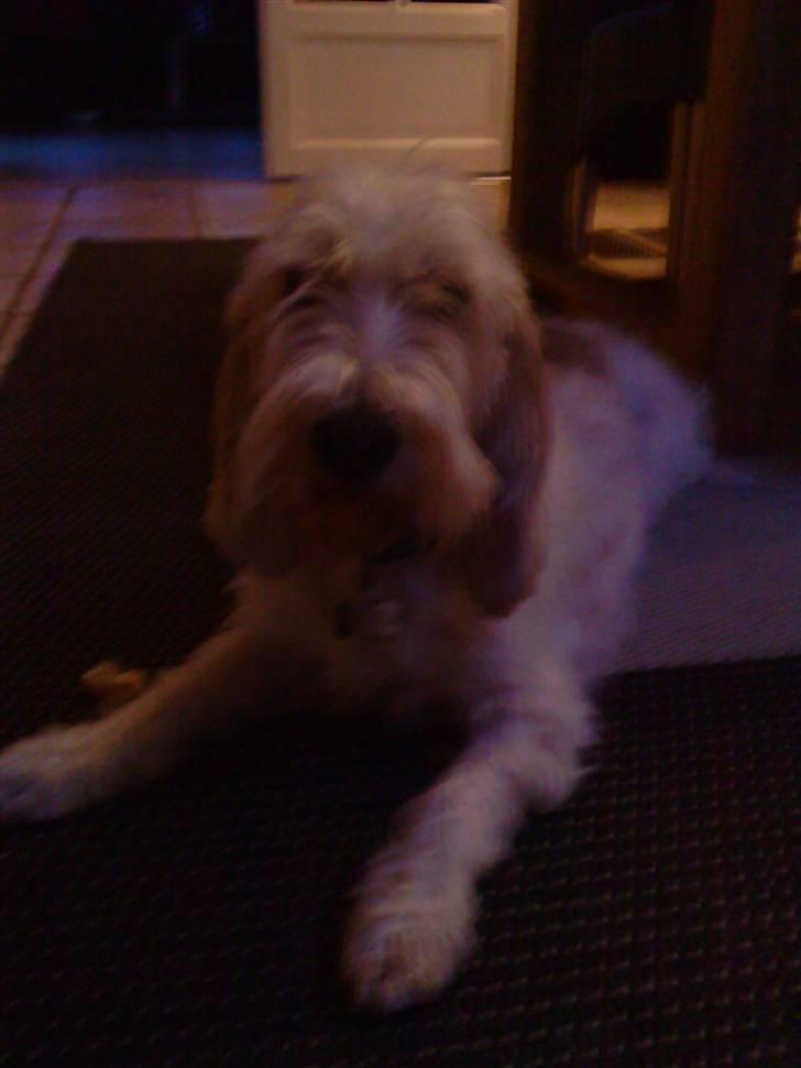 Petit basset griffon wendéen Bertha billede 5