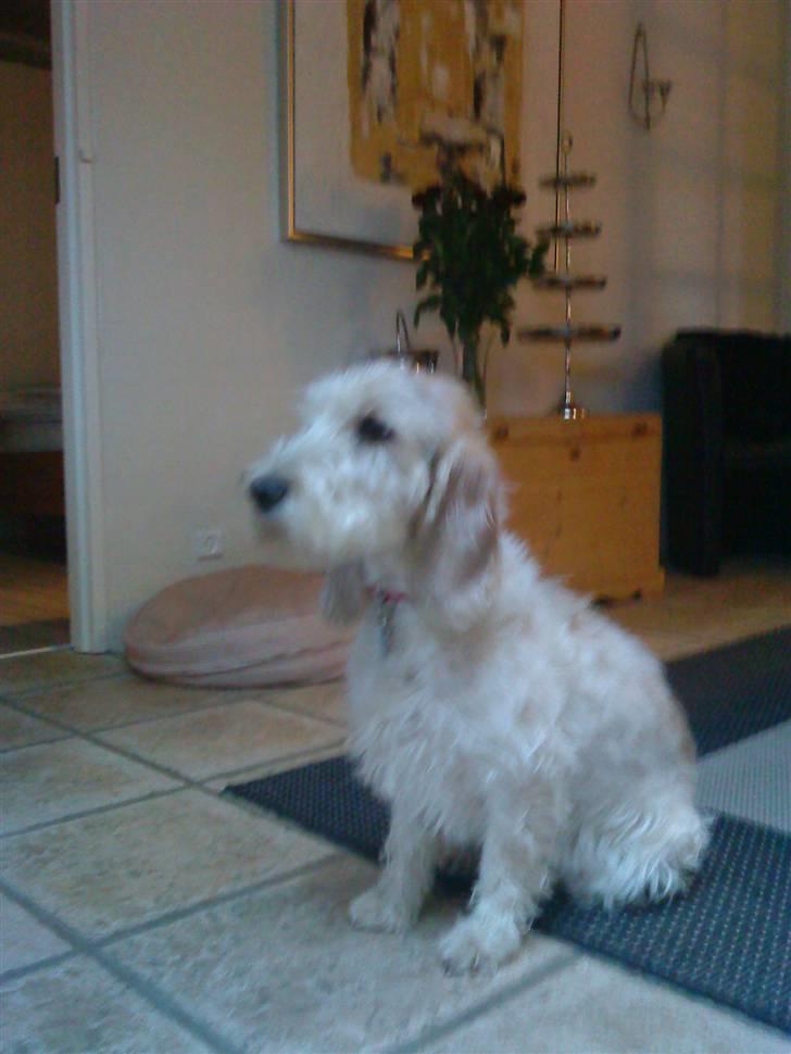 Petit basset griffon wendéen Bertha billede 6