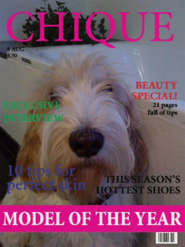Petit basset griffon wendéen Bertha billede 8