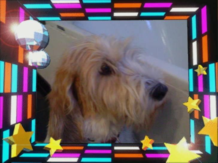 Petit basset griffon wendéen Bertha billede 9